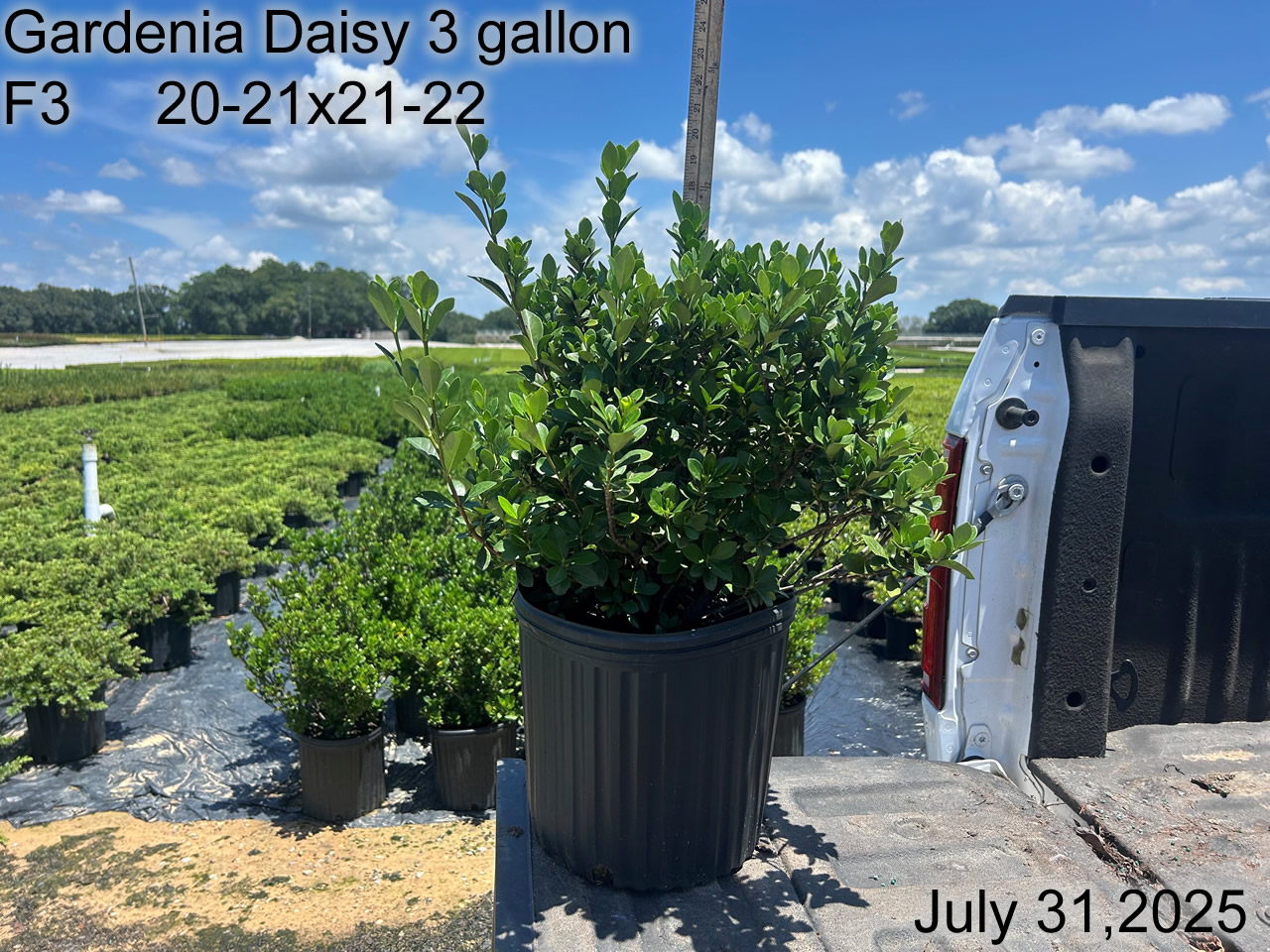 gallery/gdai3 f3 july25.jpg